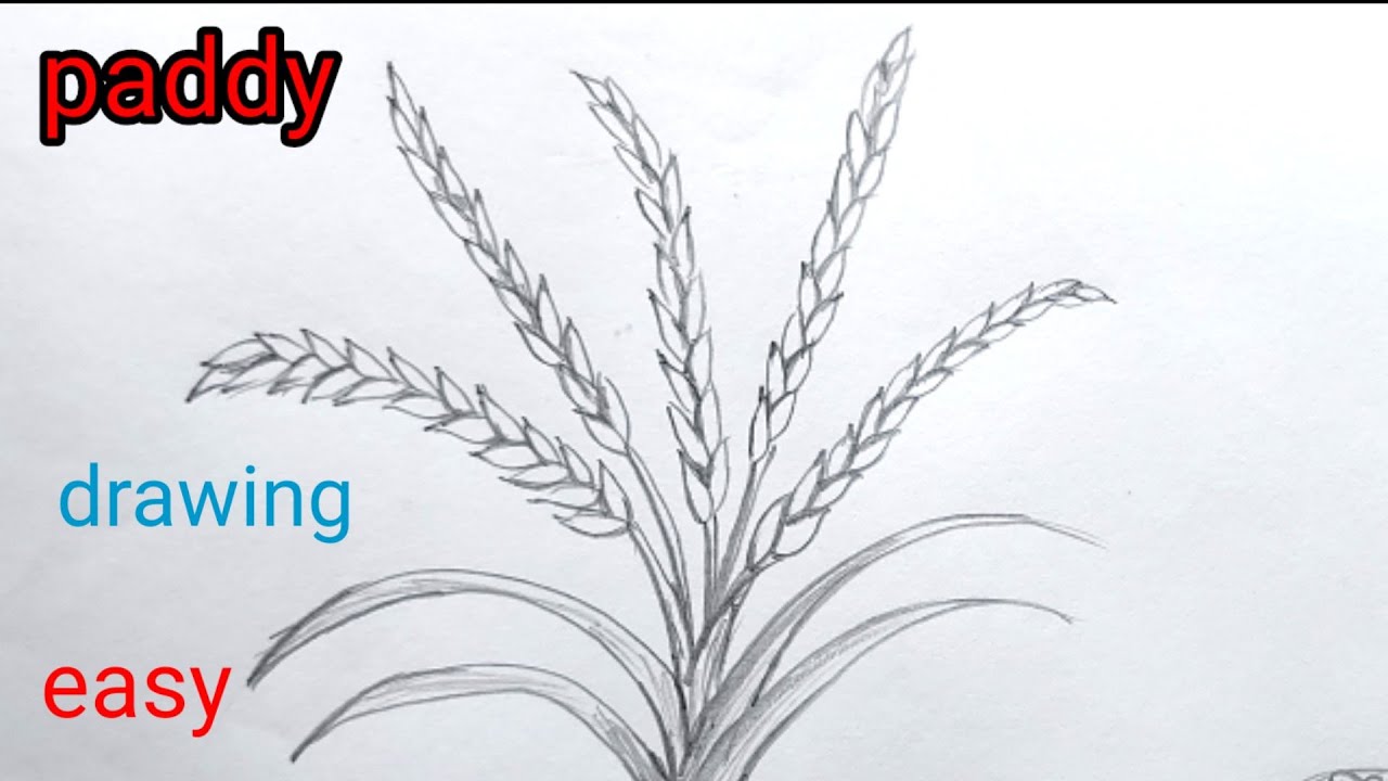 How to draw paddy 🌱plant easily/paddy plant drawing/rice plant/cereals plant/EVS/science/crops#plant