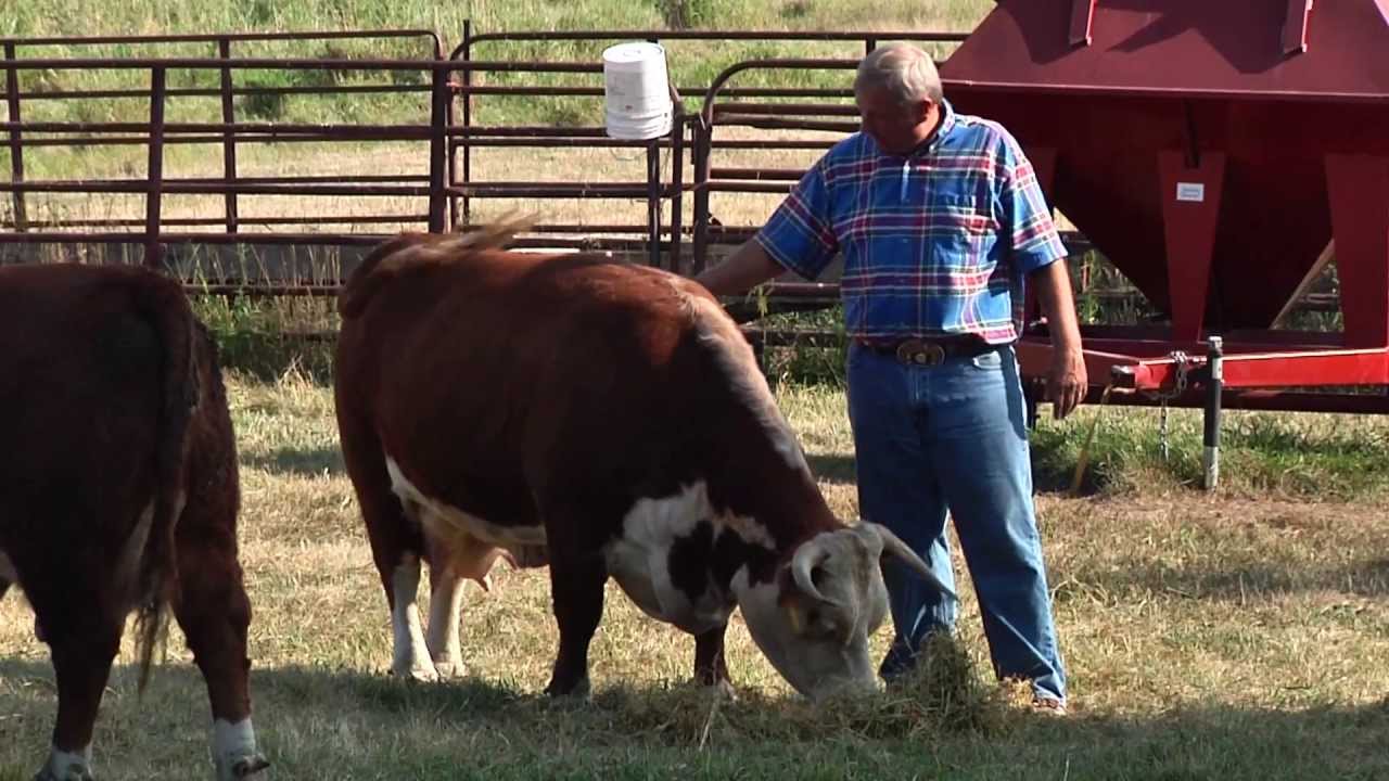 Miniature Herefords