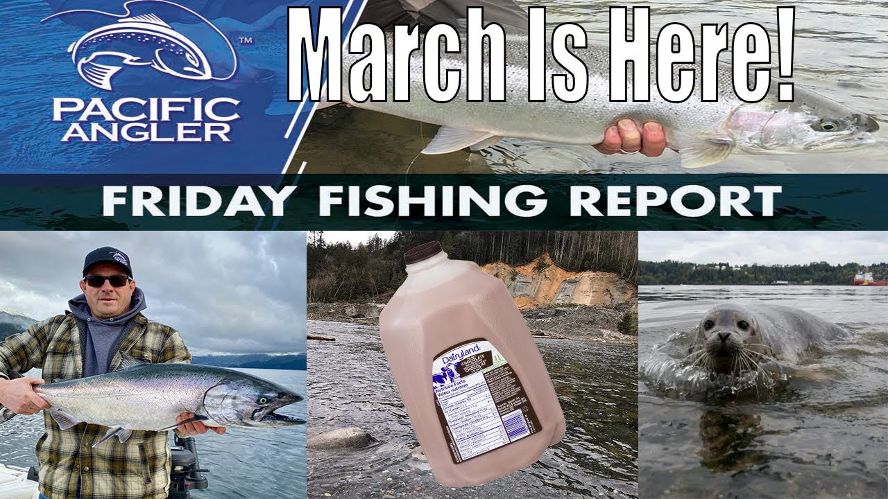 Vancouver Fishing Report - Mud Slides // Seals // Fly Tying Glue