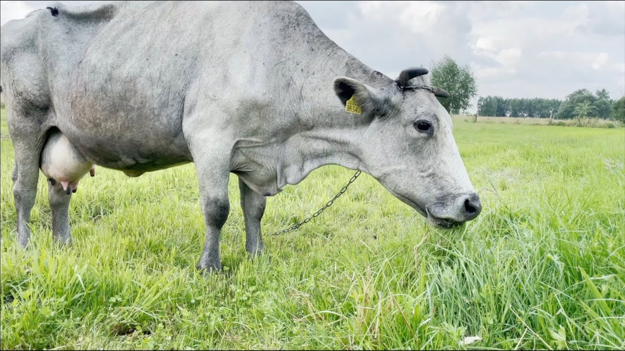Krowy Niebieskie z Podlasia