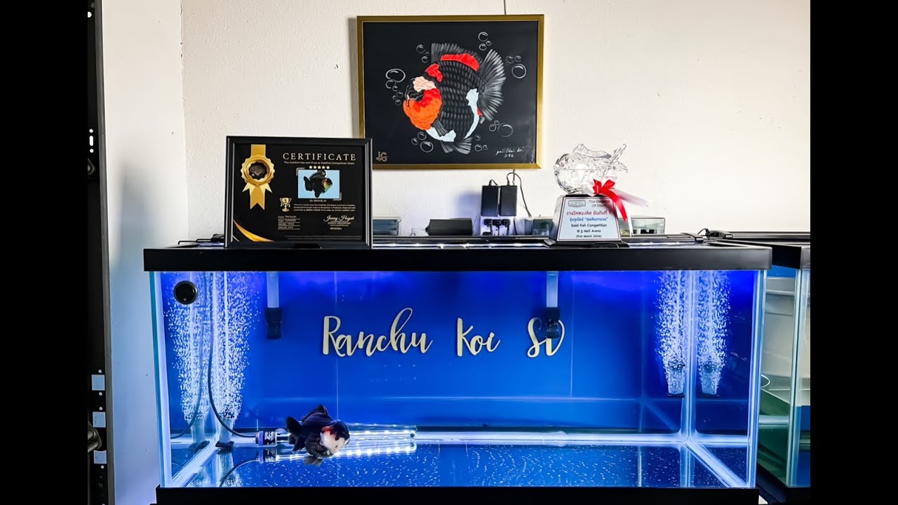 SHOW GRADE GOLDFISH UNBOXING PART 2