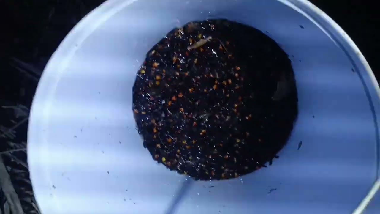 Trúng Được Tổ Ong Nùi Dẻ 🐝