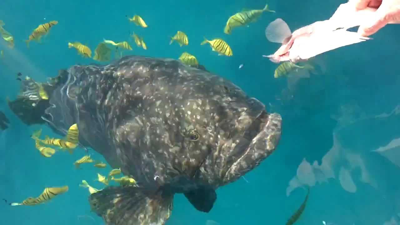 HANDFEEDING A HUGE 500Lb Queensland Grouper.
