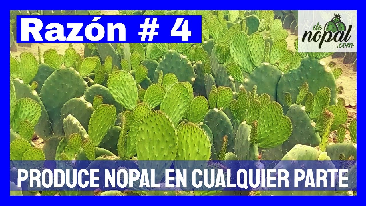 🟢 NOPAL y su Gran Adaptaci&oacute;n a suelos y climas