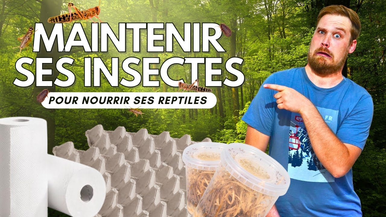 Bien INSTALLER ses INSECTES pour bien NOURRIR ses REPTILES ! [ ANI' MOOD ]