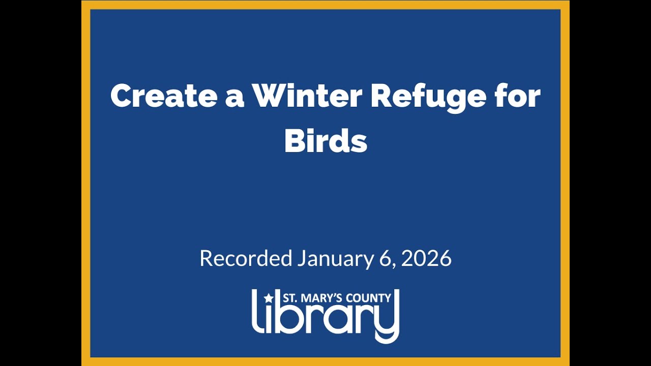 Create a Winter Refuge for Birds