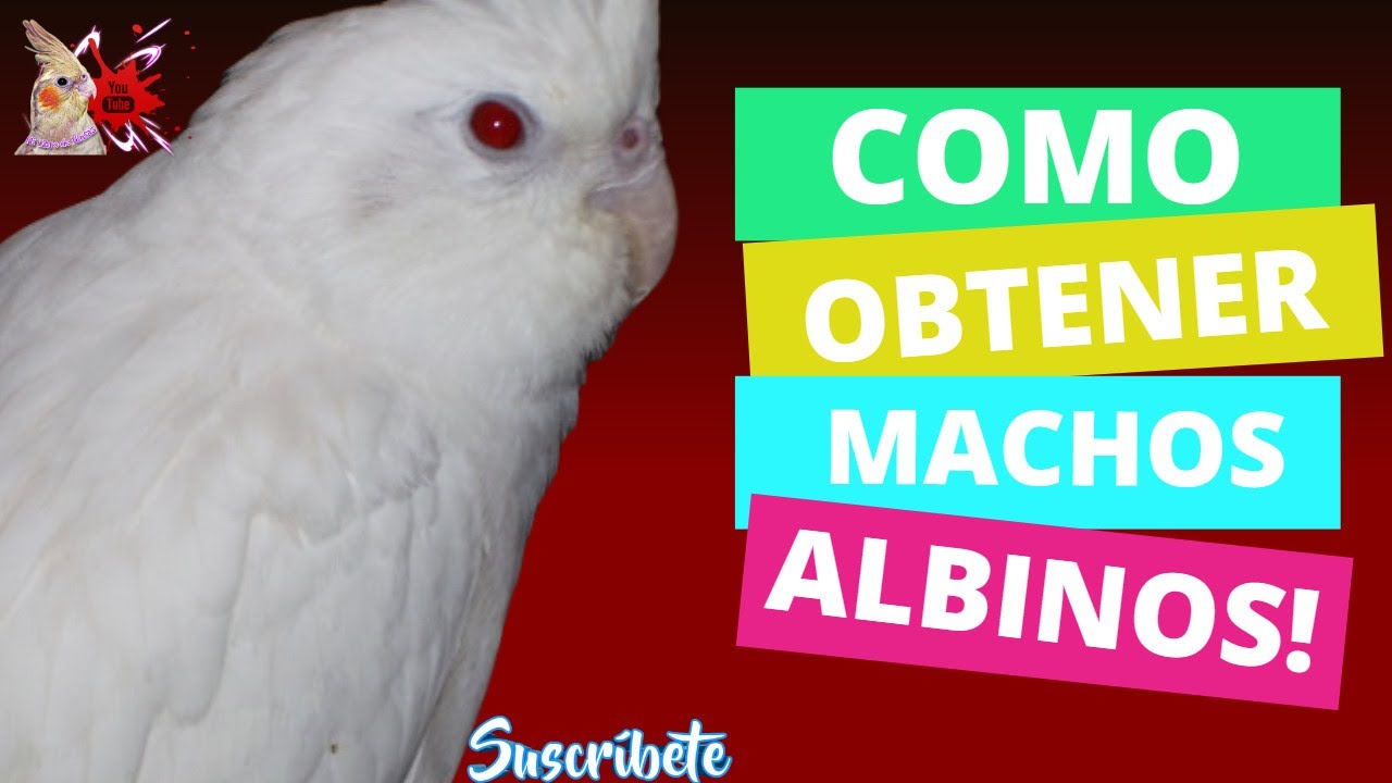 Machos Albinos Como Obtenerlos Ninfas
