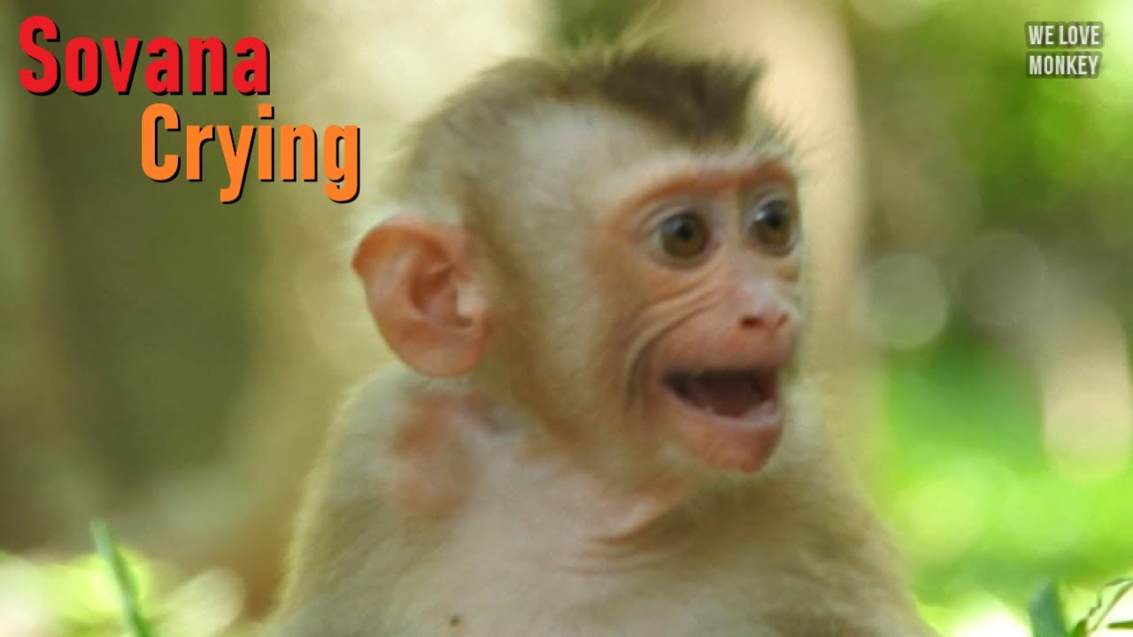 Abandoned Baby Monkey Sovana Screaming & Crying to Take Her Back, Papa Lin Hide From Sovana in Troop