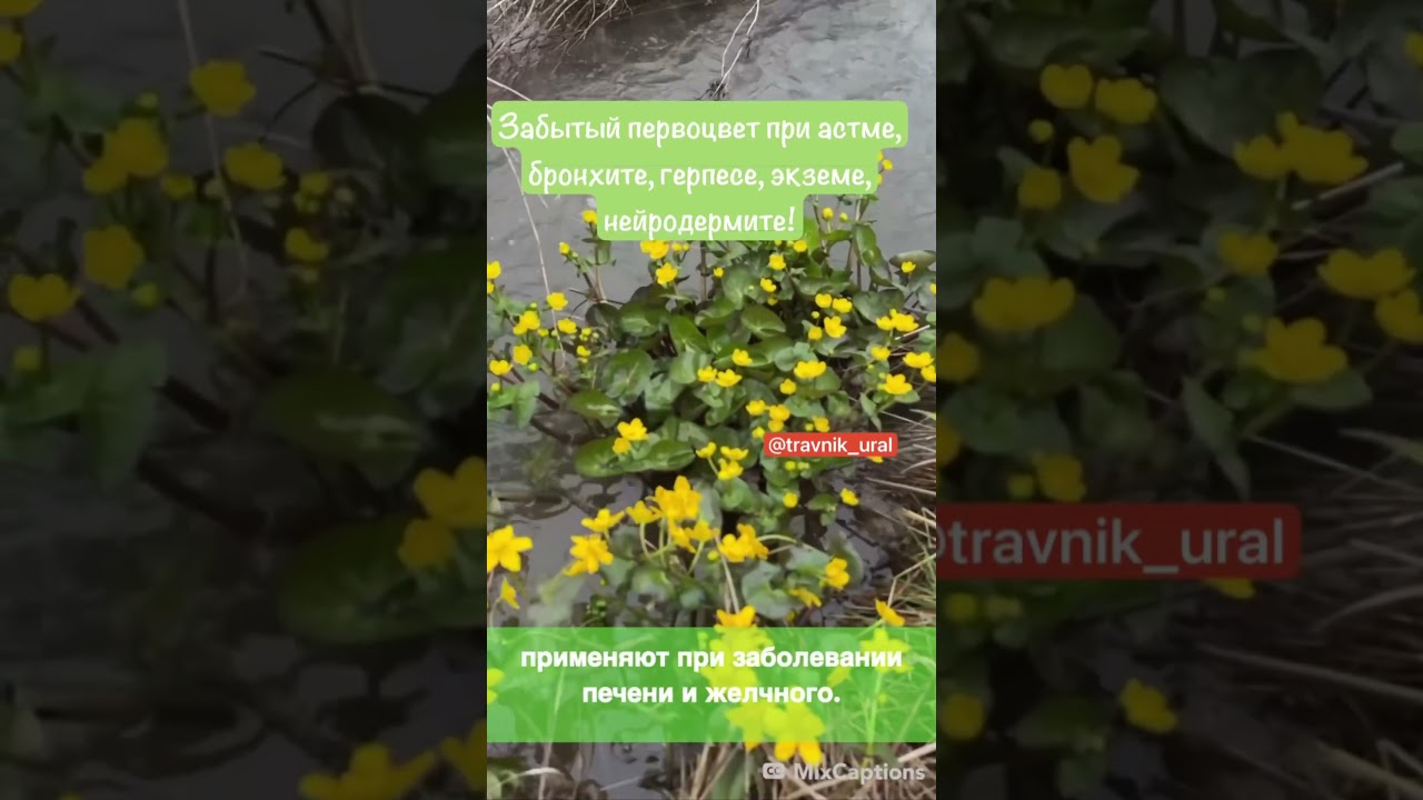 Забытый первоцвет при астме, бронхите, герпесе, экземе!