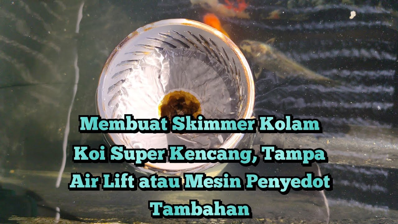 Sedotan Skimmer Super, tanpa air lift dan mesin tambahan ini triknya#kolamkoiminimalis #koi