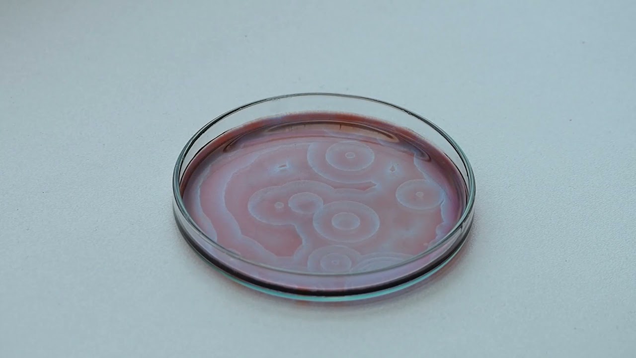 Belousov-Zhabotinsky reaktsioon