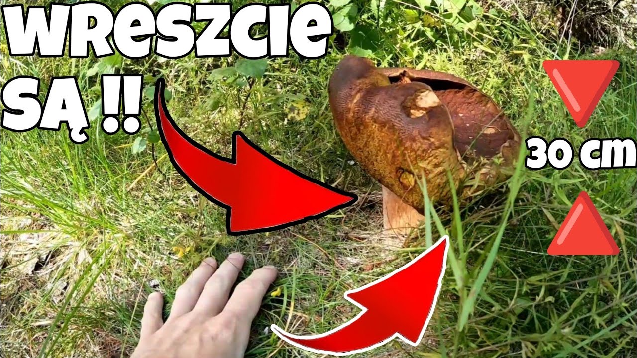 Wielkie borowiki w Szwecji!