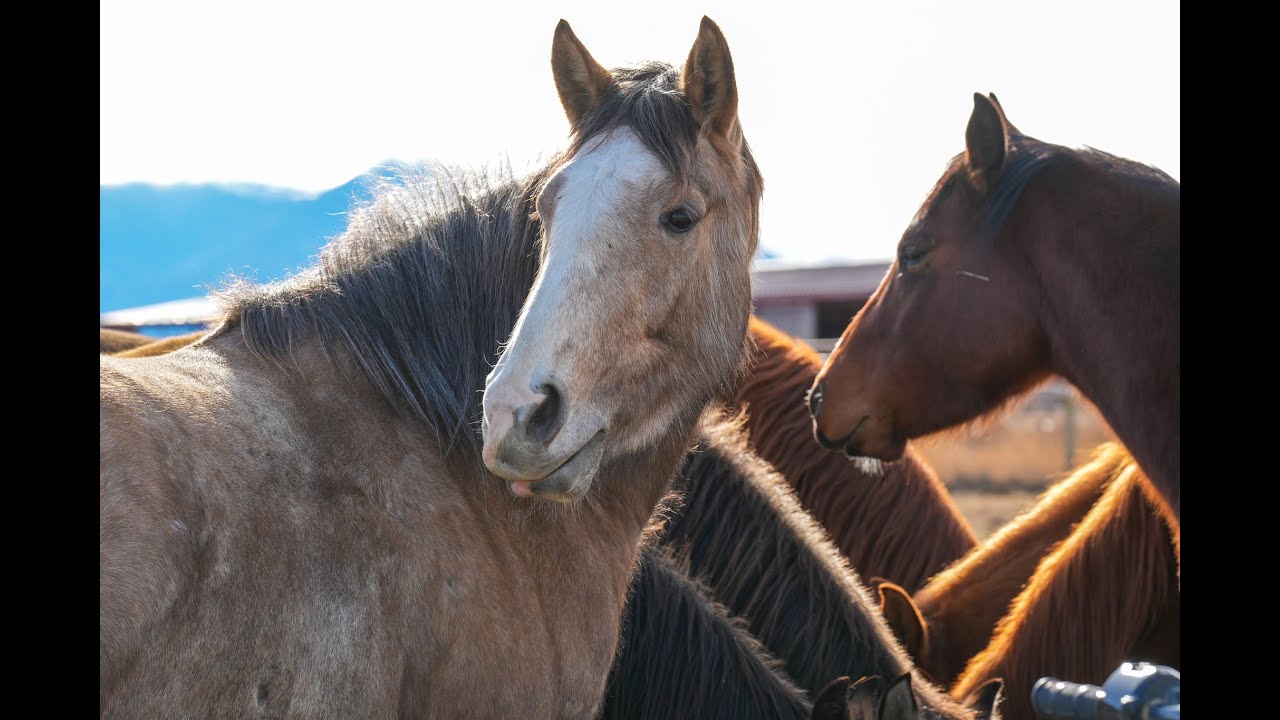 Rocky Mountain Supply, CHS Nutrition, New Generations Supplements and UM Western Colt Starting