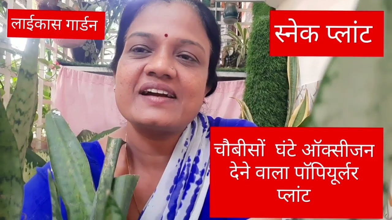 स्नेक प्लांट में फूल! क्या आपने कभी देखा है ऐसा?