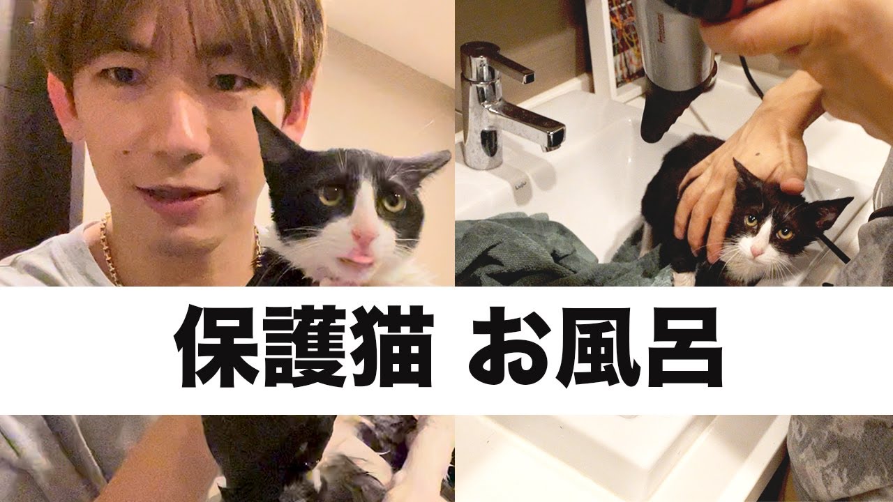 【猫シャンプー】保護猫に初めてシャンプーしました