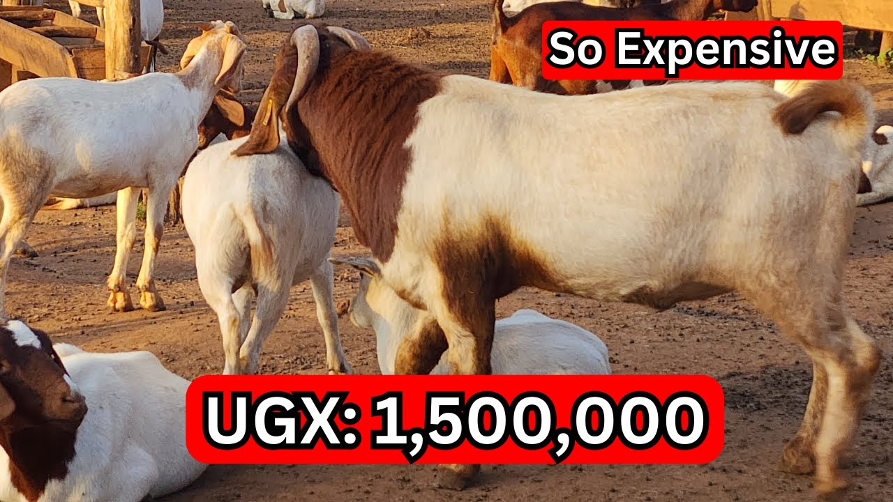 Getting commercial Boer goats in Uganda not something I wish to go through Again