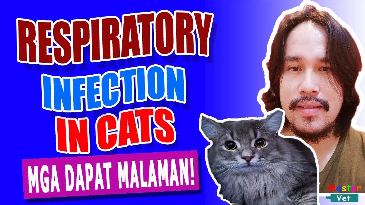 Respiratory Infection in Cats | MasterVet