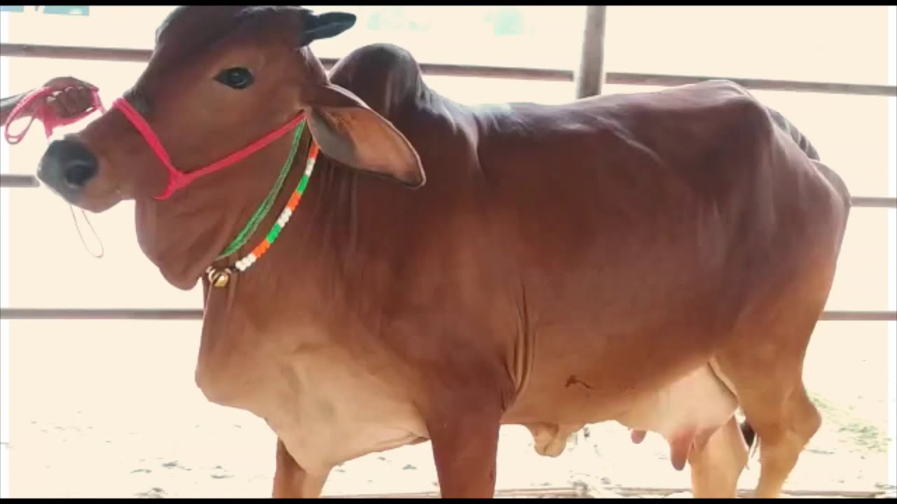 High quality Sahiwal cow on Pashushala.com
