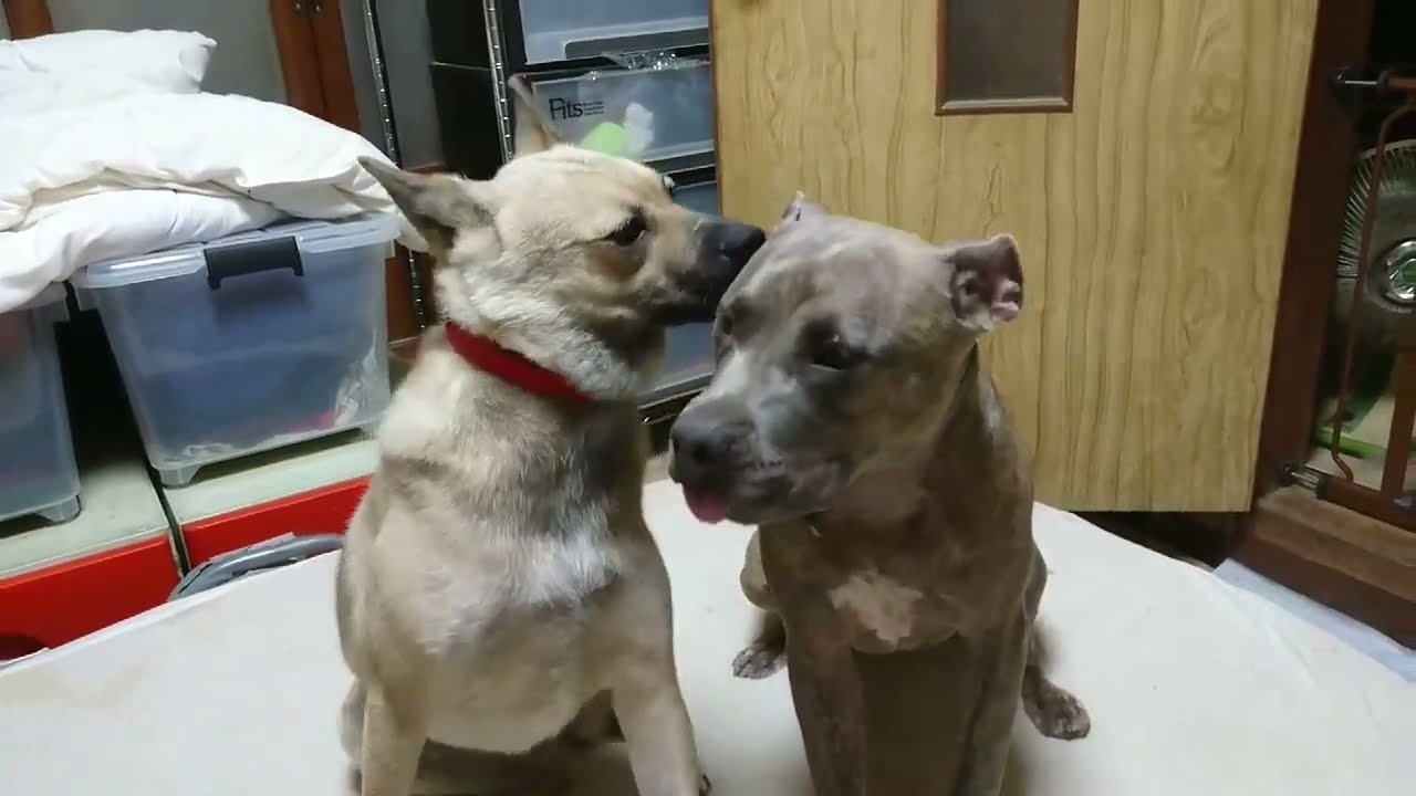 夜中の1時過ぎにワサビとピーに起こされる