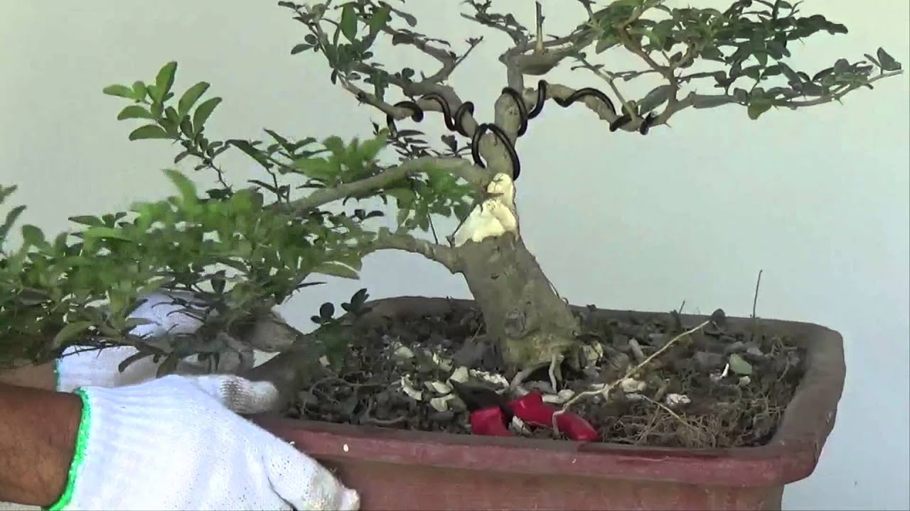 Уроки бонсай для начинающих: как сделать ствол бонсай толще
