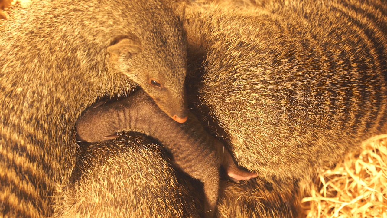 Počet mangust žíhaných v Zoo Ostrava postupně narůstá
