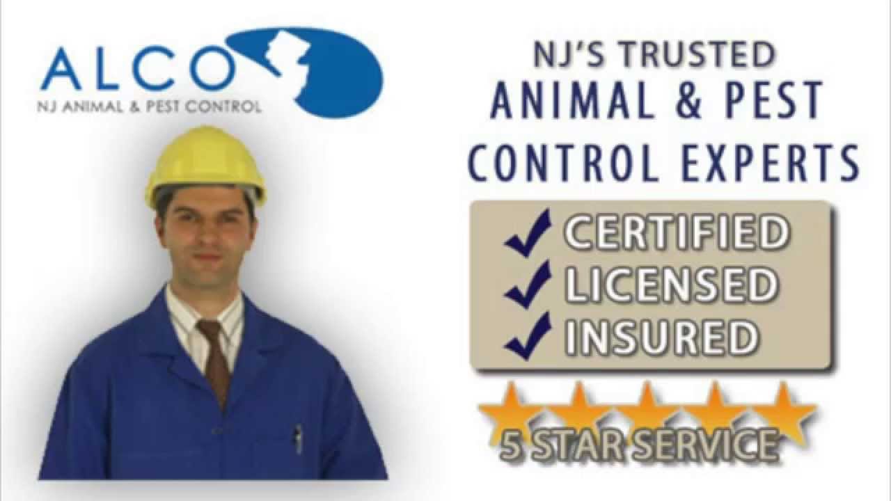 Rat Removal in NJ
