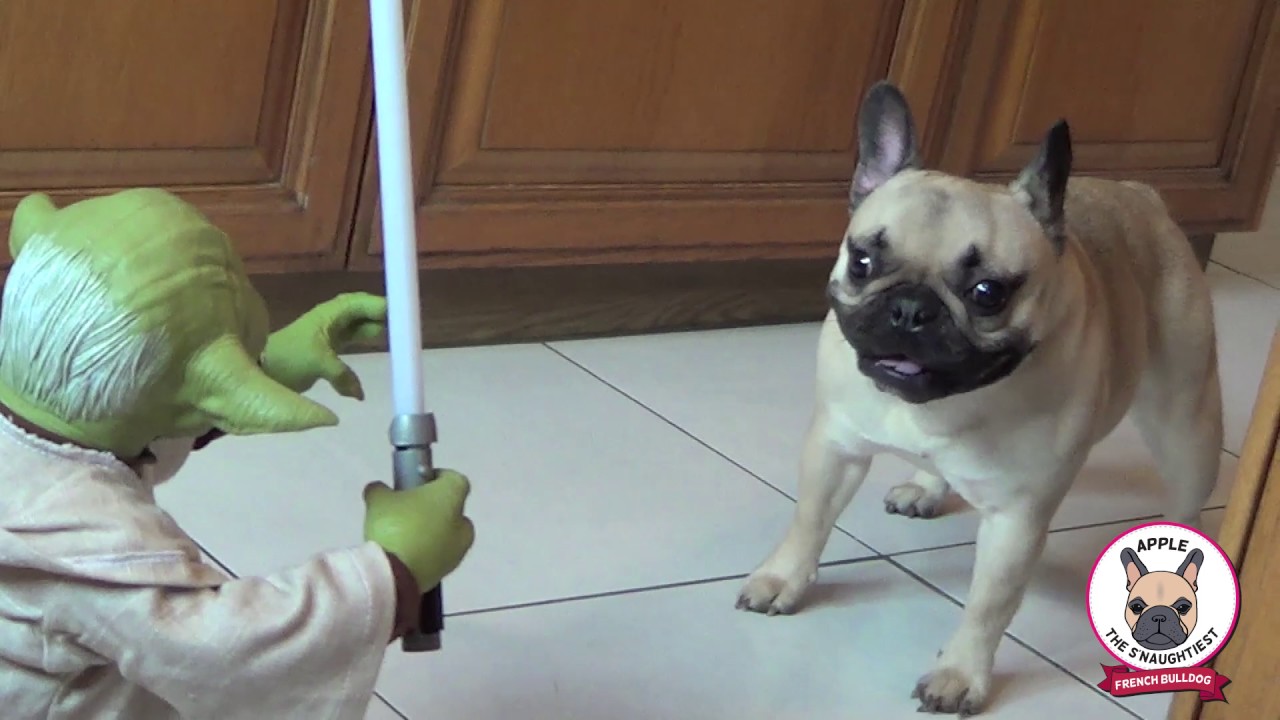 FRENCH BULLDOG VS YODA - Frenchie Dog Apple & Pug Chihuahua Gus Chug fight Legendary Star Wars Jedi