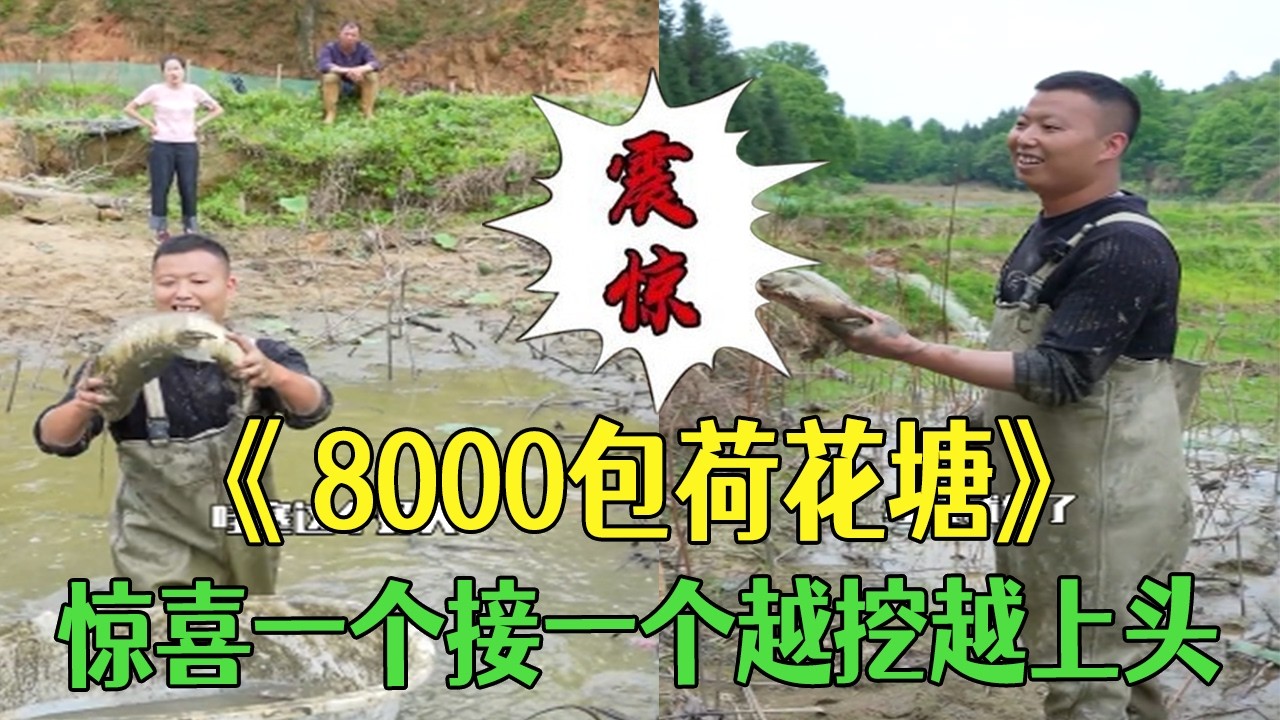 花8000包壹口荷花塘，抽幹水裏面驚喜壹個接著壹個，越挖越上頭#小飛哥#戶外 #抓魚 #農村生活 #三農 #我要上熱門