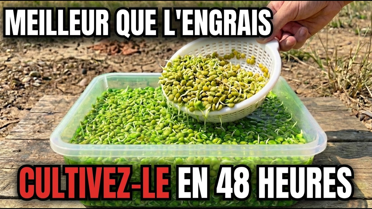 Produisez des Stéroïdes Végétaux Illimités en 5 Min | Le rendement double toutes les 48h!