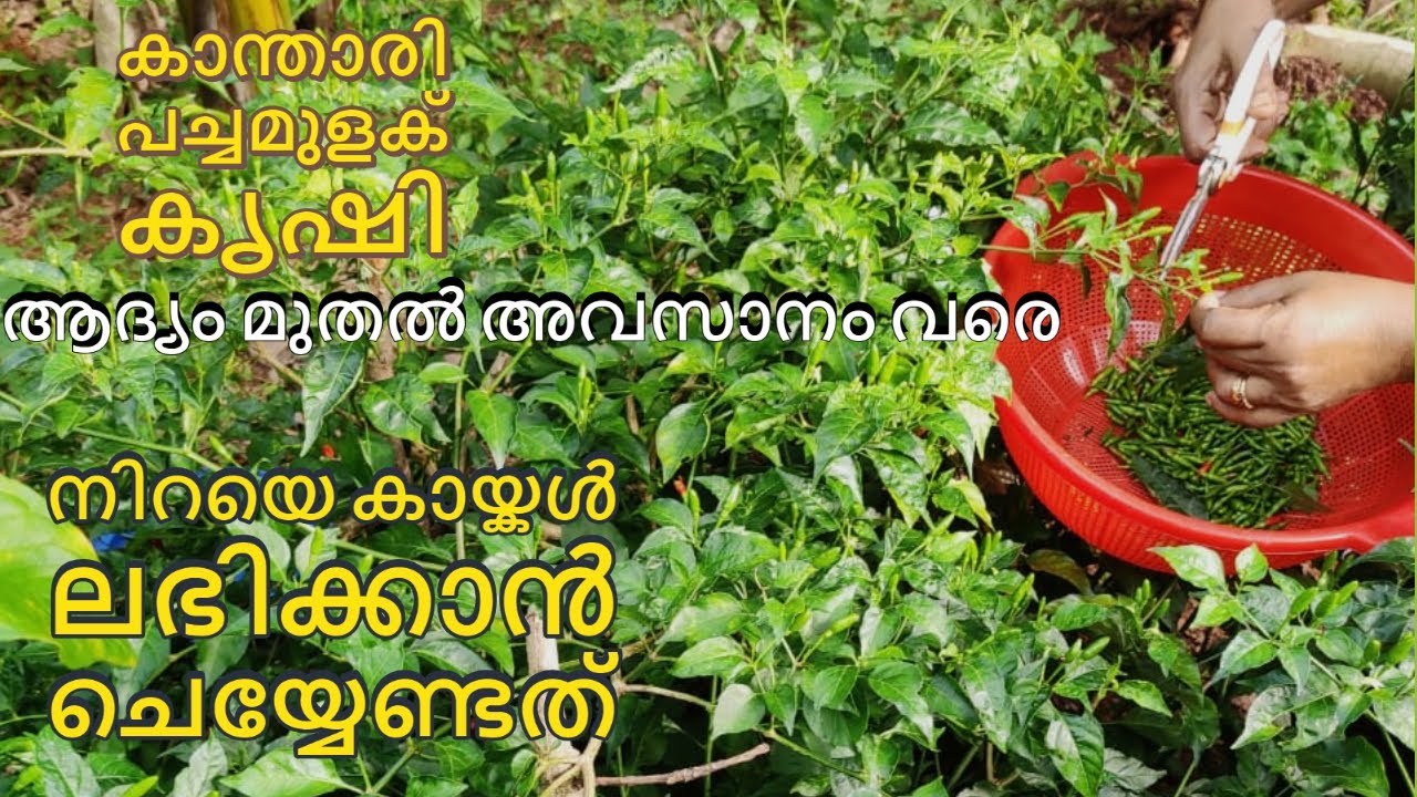 കാന്താരി മുളക് കൃഷി | പച്ചമുളക് |Green chilly farming malayalam| bird eye chilli cultivation tips