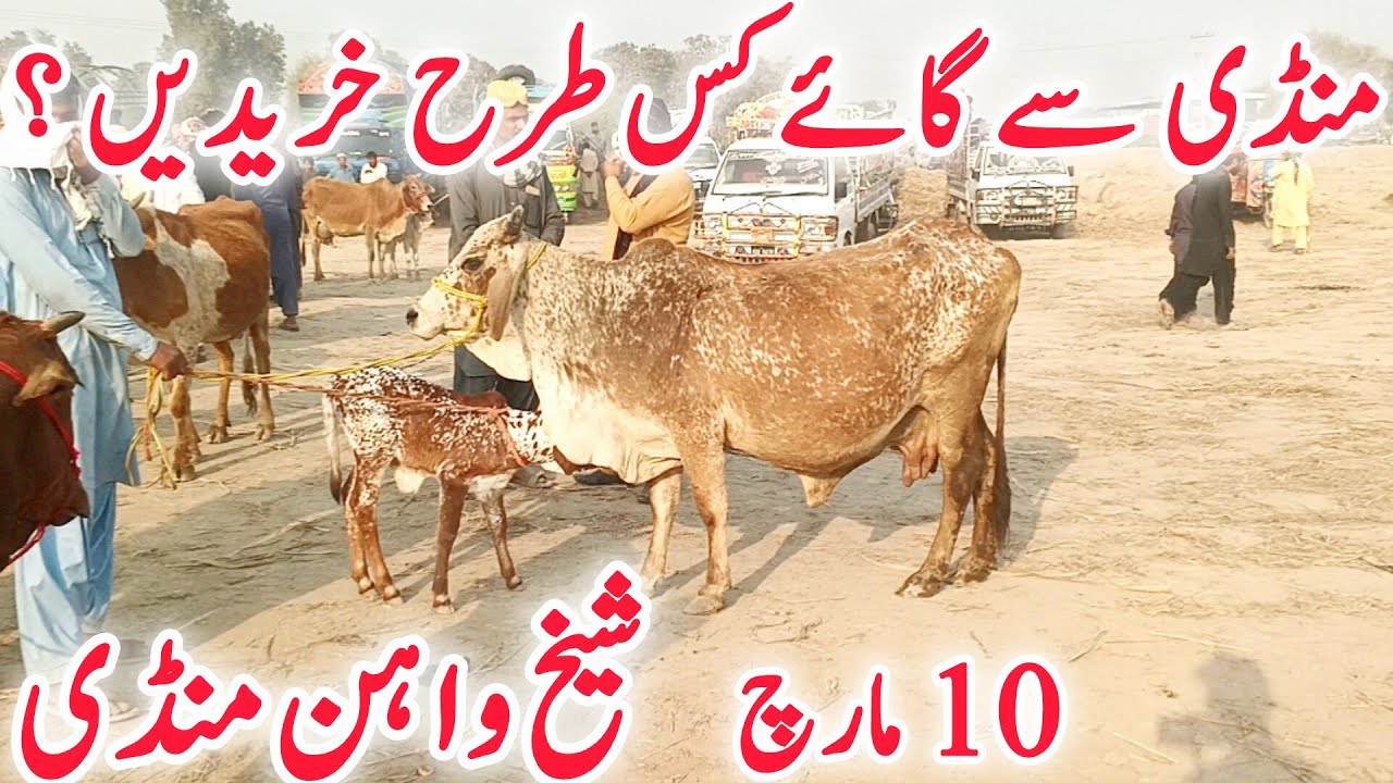 Sheikwahan COW Mandi Lasted update | Sahiwal & BACHO AOR Doodh Wali Cholistani COWS 