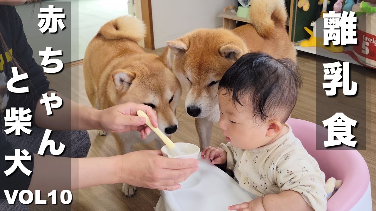 初めての離乳食に興味津々な柴犬と豆柴、不味そうに食べる赤ちゃん