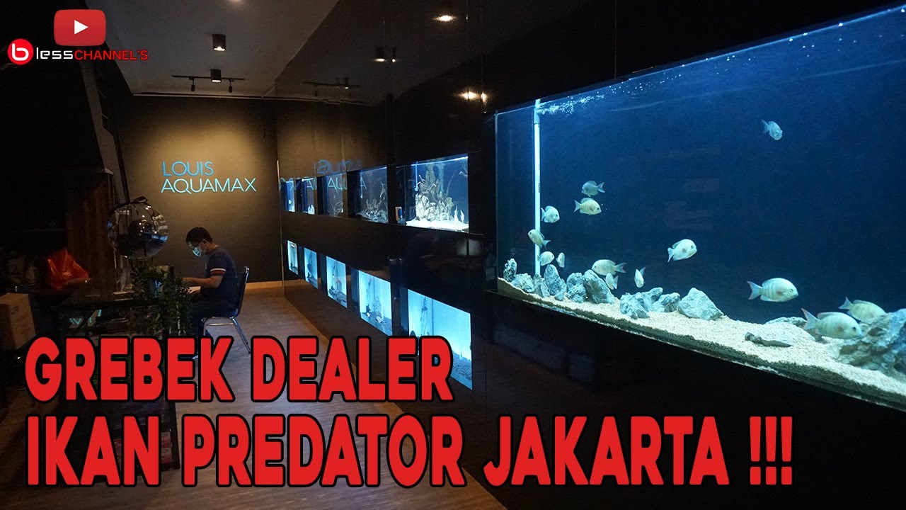 Ikan Predator : GREBEK DEALER IKAN PREDATOR JAKARTA !!!