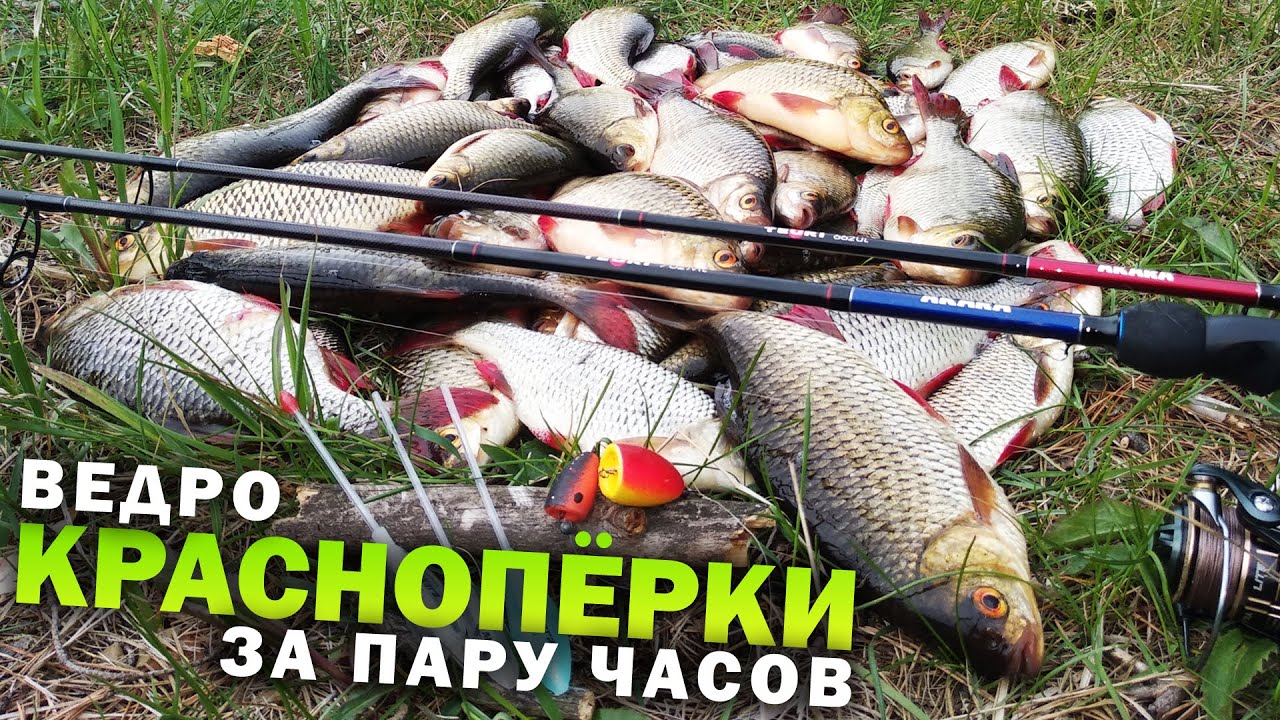 ПОПЛА ПОППЕР, красноперка ДУРЕЕТ и клюёт на каждом забросе / Рыбалка на Днепре