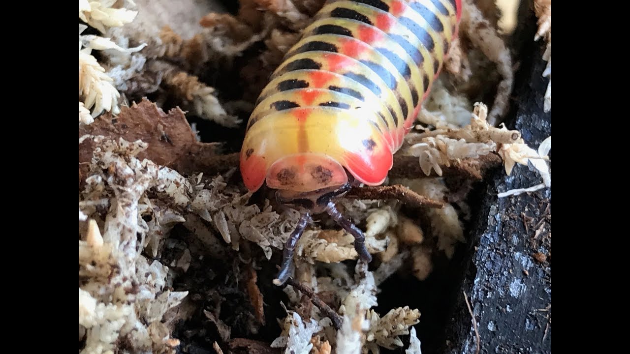 Crazy new Thai Species of Pill Millipede and their new setup!! Similar to Glomeris or Rhopalomeris?!