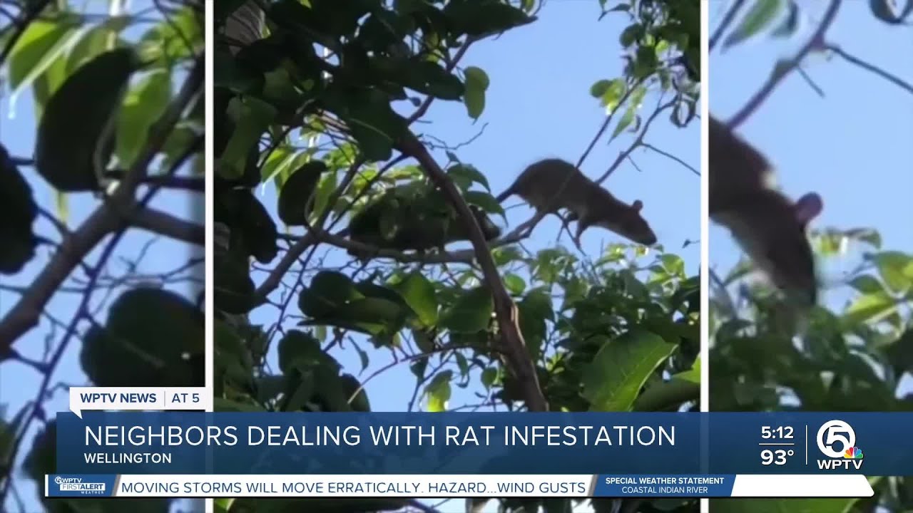 Wellington community dealing with 'disgusting' rat problem