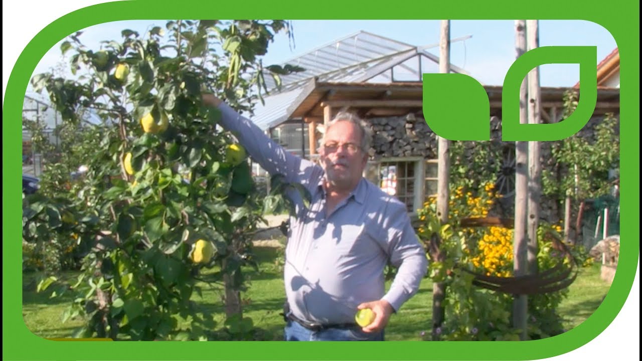 Quitte als Zierbaum
