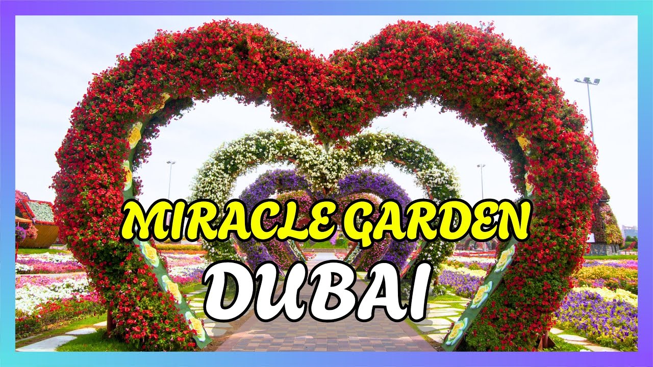 MIRACLE GARDEN | MIRACLE GARDEN DUBAI | MIRACLE GARDEN 2025 | MIRACLE GARDEN FULL VIDEO | DUBAI TOUR