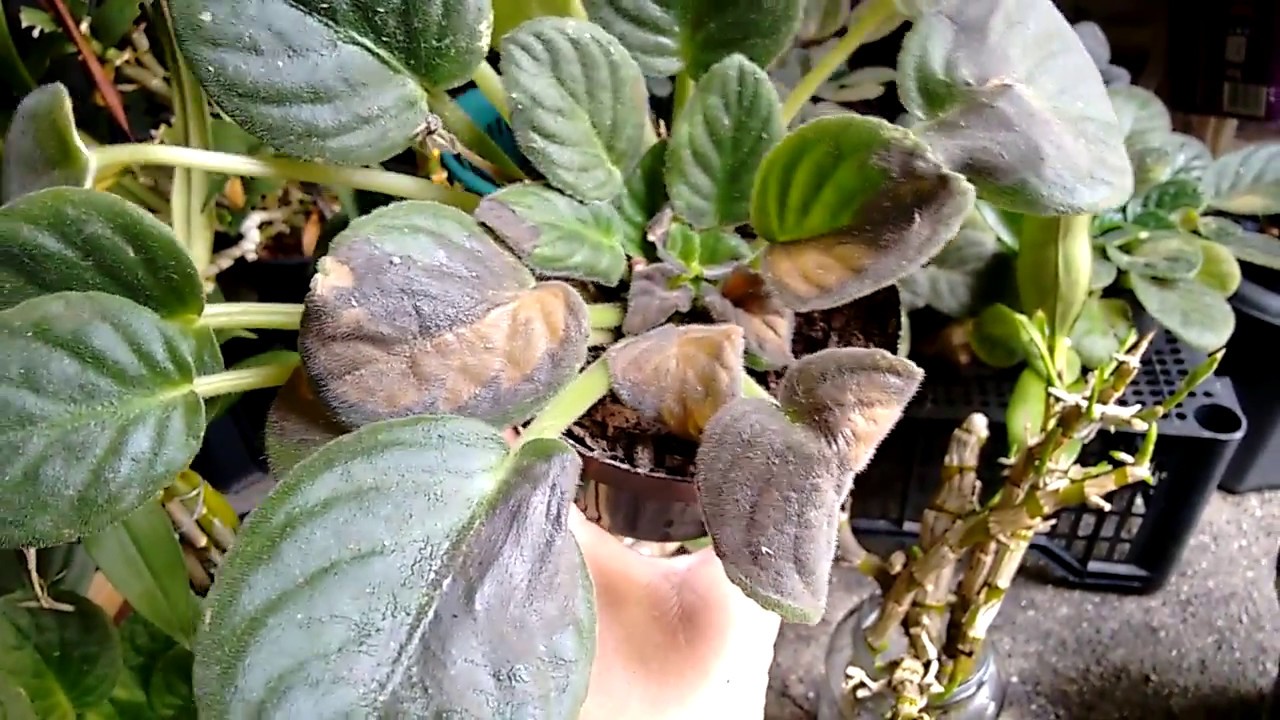 VIOLETAS QUEIMADAS PELO SOL...DESCUIDEI !!!✴️