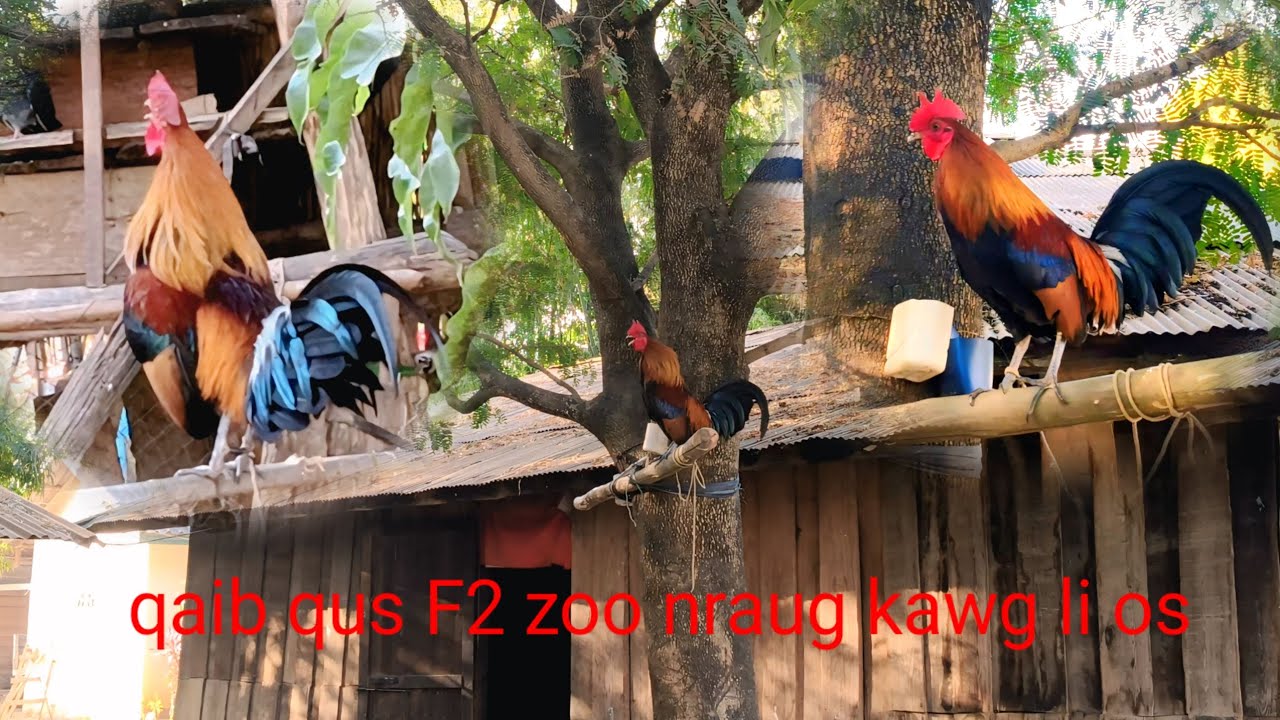 Qaib qus F2 zoo nraug kawg @ໄກ່ປ່ານໍ້າ2ສວຍງາມ