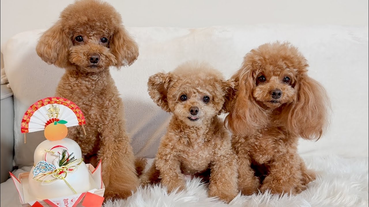 Happy New Year 2026 🎍🐶｜トイプードル親子から新年のごあいさつ