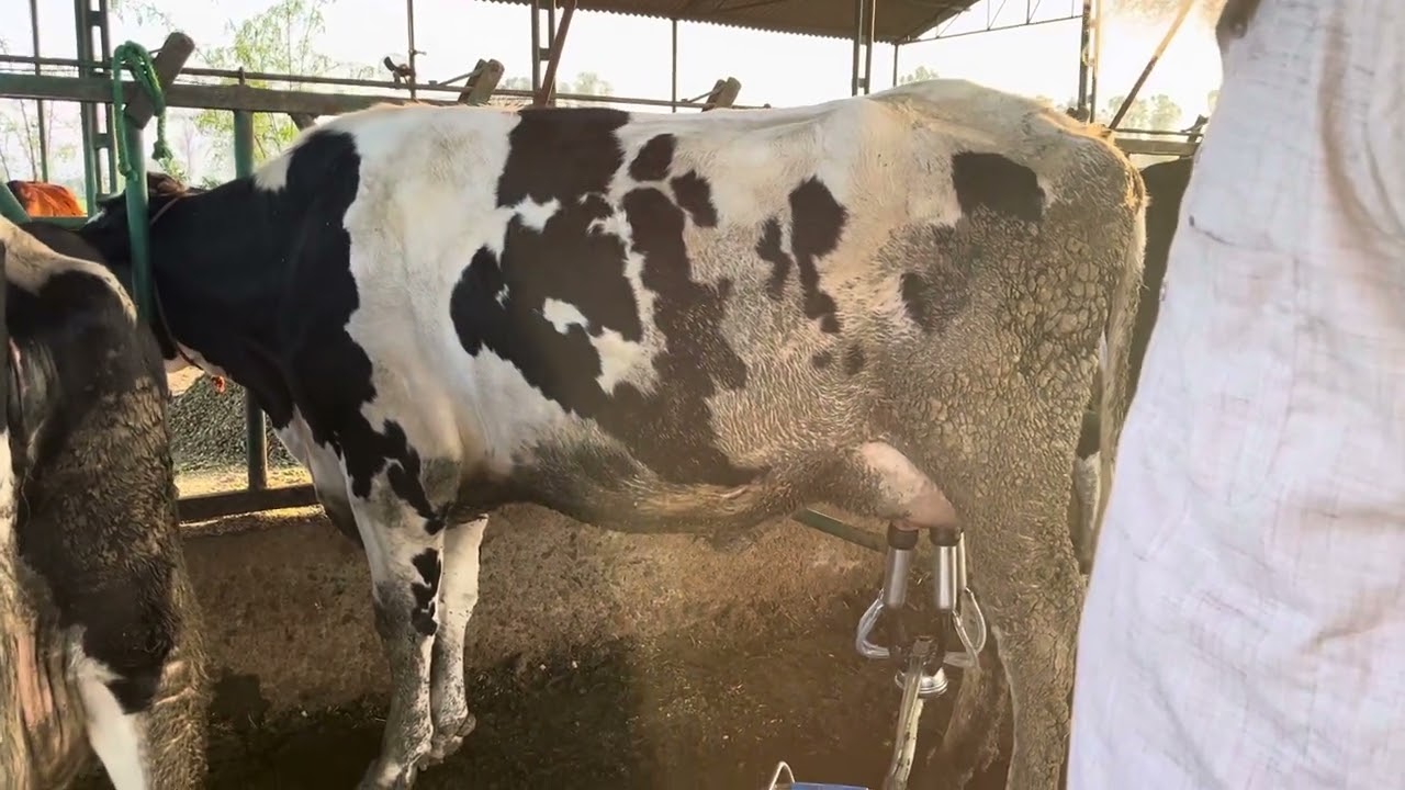 WWS-Allstar bull,sag 40120 bull result..#cow #dairyfarm #farming #dairyherd #farm #agriculture
