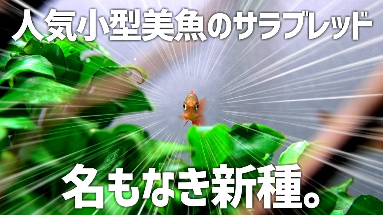 大人気小型美魚2種のいいとこ取りの新種(?)生体を導入。#305【アクアリウム】