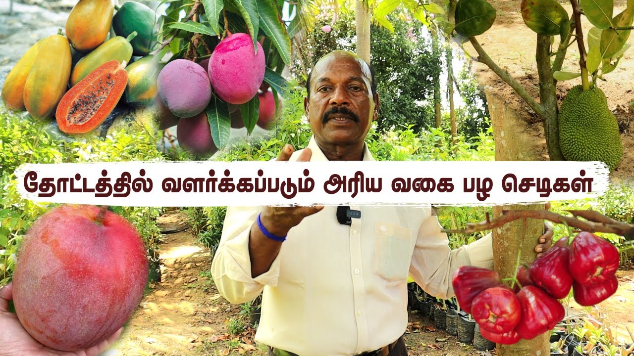 🌱50 க்கும் மேற்பட்ட அரிய வகை பழ செடிகள் எங்கள் தோட்டத்தில் 🌿 Exotic Fruits Thrive on Our Farm 🥭