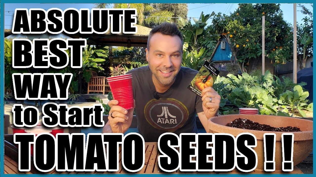Best Way to Start Tomato Seeds Indoors (or Outdoors)
