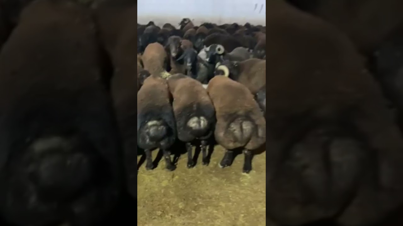 ERKEK KUZULARIN SON HALİ VARTO MOR KOYUN TV AGALEEE FARKIYLA SAHNEDEYİZ