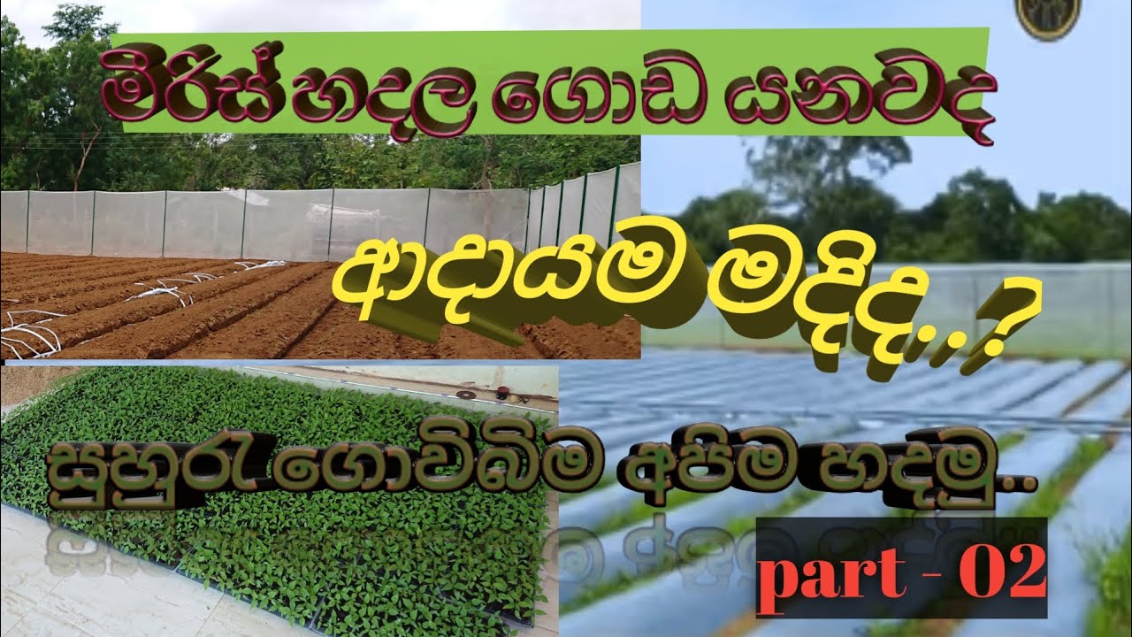 how to install  insectsproof net/සුහුරු වගා බිම සදහා කෘමී ප්‍රතිරොදි දැල සවිකිරිම