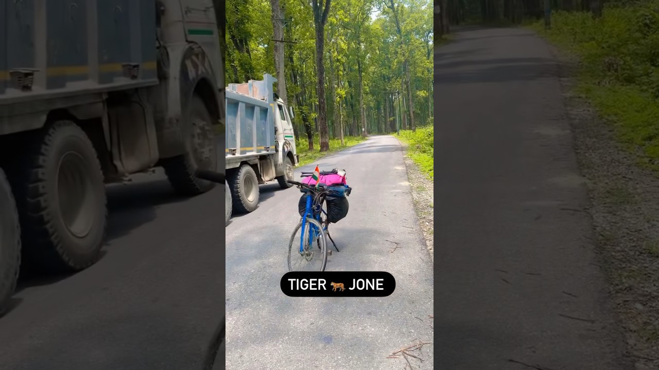 Tiger 🐅 zone 