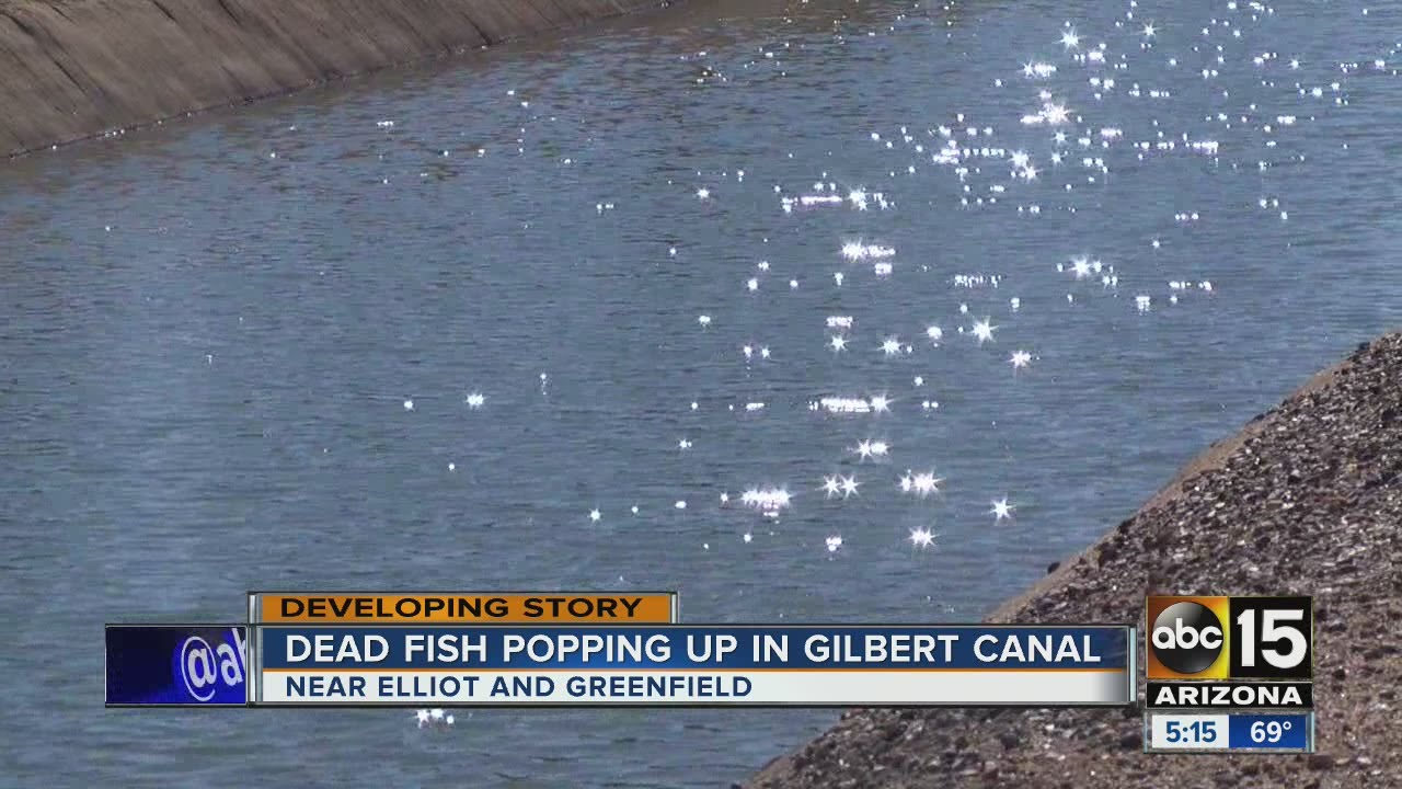 Why? Dead fish showing up in Gilbert canal
