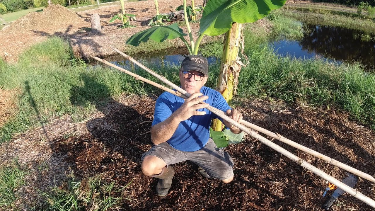 Supporting Banana Plants So they Don't Collapse when Fruiting.